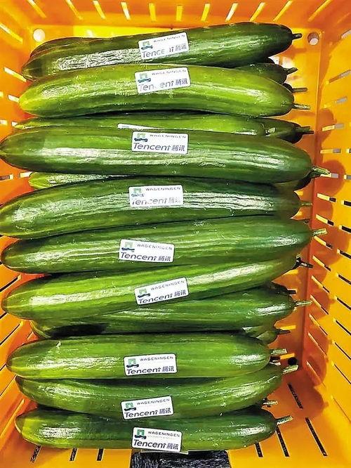 吃瓜网每日大赛最新入口,揭秘最新入口，精彩赛事不容错过！